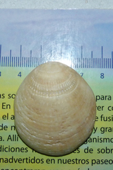 Glycymeris longior