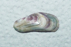 Brachidontes rodriguezii