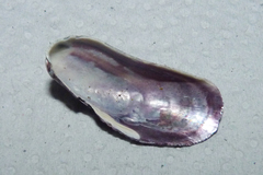 Brachidontes rodriguezii