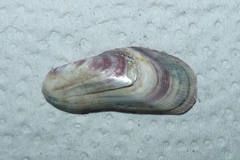 Brachidontes rodriguezii