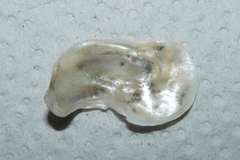 Bivalvia