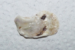 Bivalvia