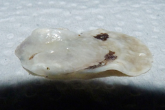 Bivalvia