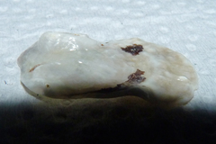Bivalvia