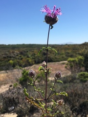 Monardella sinuata nigrescens