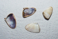 Donax hanleyanus