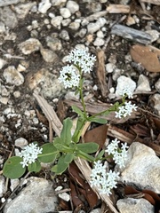 Valerianella amarella