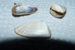 Donax hanleyanus