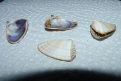 Donax hanleyanus