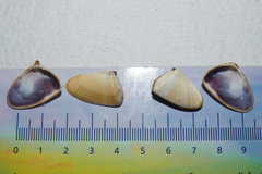 Donax hanleyanus