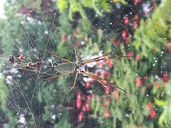 Trichonephila clavipes