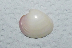 Eucallista purpurata