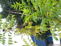 Trichonephila clavipes