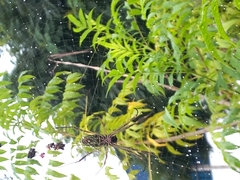 Trichonephila clavipes