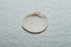 Eucallista purpurata