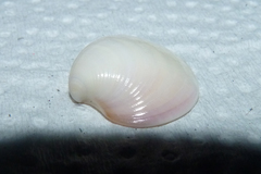 Eucallista purpurata
