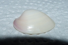 Eucallista purpurata