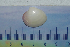 Eucallista purpurata
