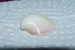 Eucallista purpurata