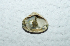 Bivalvia