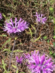 Monardella sinuata nigrescens