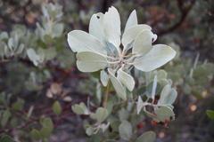 Arctostaphylos canescens