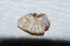 Balanus trigonus