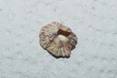 Balanus trigonus