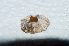 Balanus trigonus