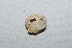 Balanus trigonus