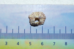 Balanus trigonus