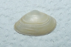 Mactra guidoi