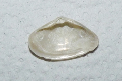 Mactra guidoi