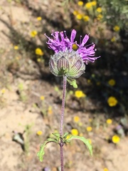 Monardella sinuata nigrescens