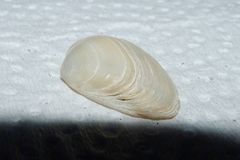 Mactra guidoi