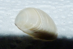 Mactra guidoi