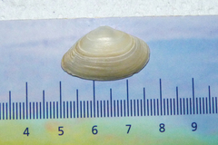 Mactra guidoi