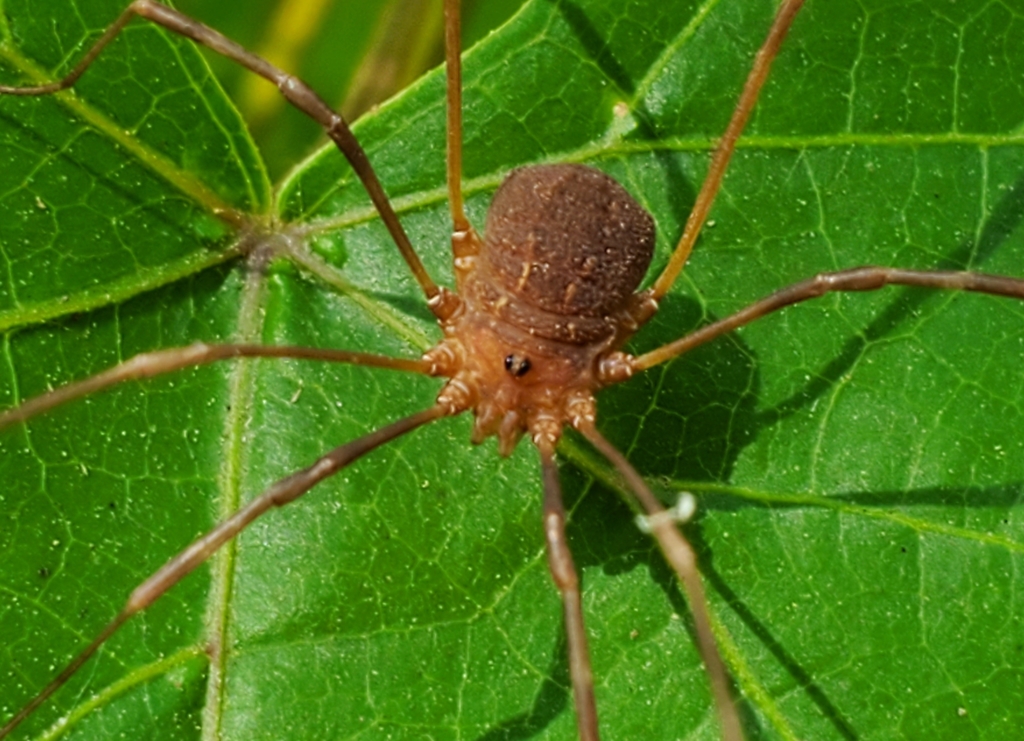 Hadrobunus grandis