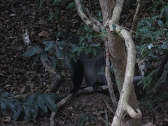 Cercopithecus mitis labiatus