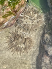 Bunodosoma cavernatum