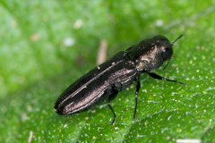 Paragrilus rugatulus