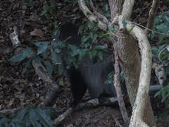 Cercopithecus mitis labiatus