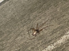 Steatoda albomaculata