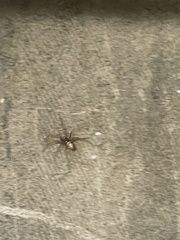 Steatoda albomaculata