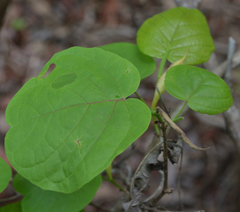 Neomillspaughia emarginata