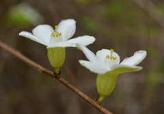Casearia yucatanensis