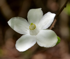 Casearia yucatanensis