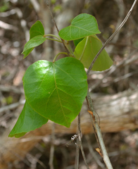 Croton arboreus