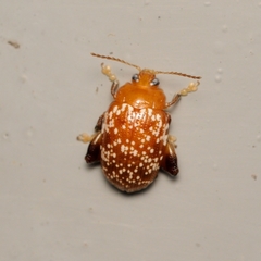 Asiophrida scaphoides