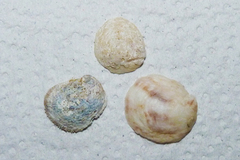 Bostrycapulus odites